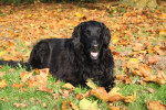 Teal herfst 2009